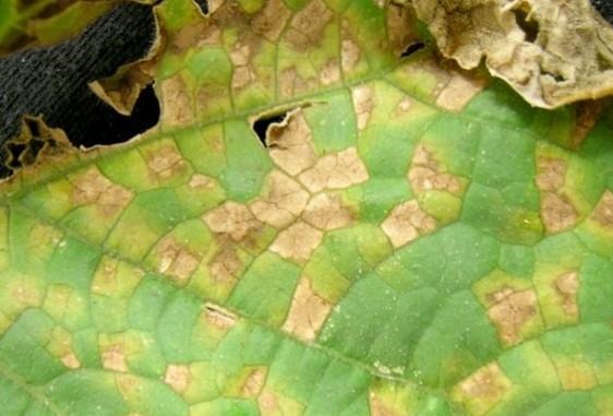 Ontario Reports Downy Mildew On Cucumber And Cantaloupe